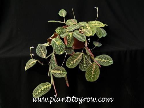 Red Veined Prayer Plant (Maranta leuconeura erythroneura)